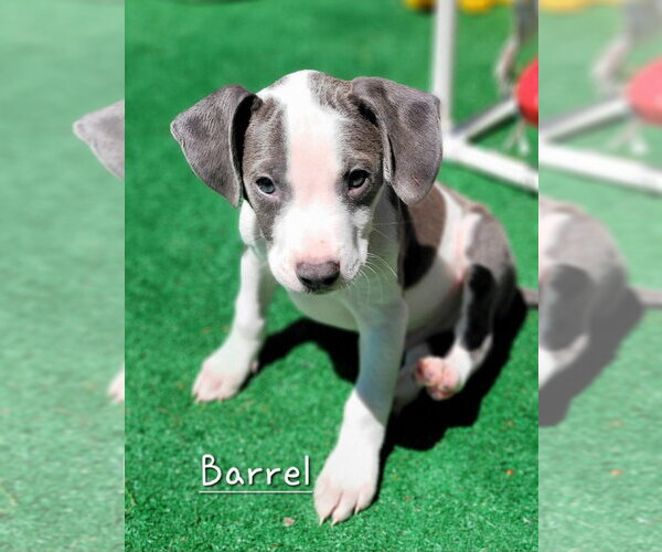 Medium Photo #2 Mutt Puppy For Sale in Wenonah, NJ, USA