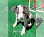 Small #1 Mutt