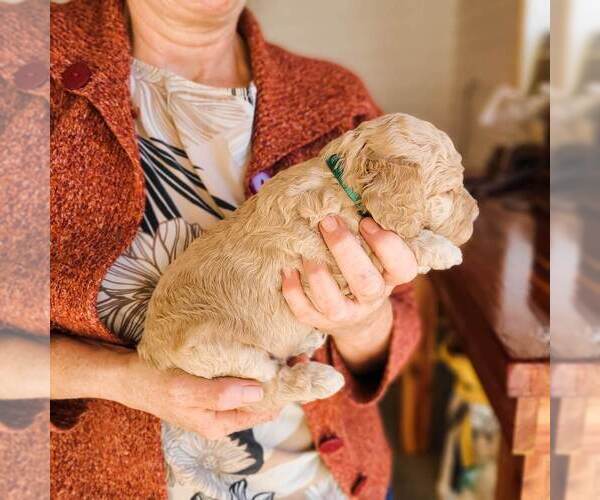 Full screen Photo #30 Poodle (Standard) Puppy For Sale in WAGENER, SC, USA