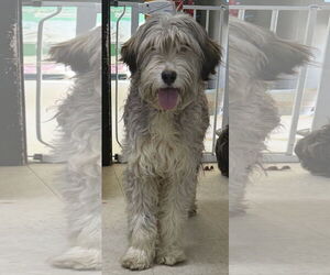 Lhasa Apso-Unknown Mix Dogs for adoption in Franklin, North Carolina, NC, USA
