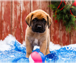 Small Photo #25 Mastiff Puppy For Sale in WAKARUSA, IN, USA