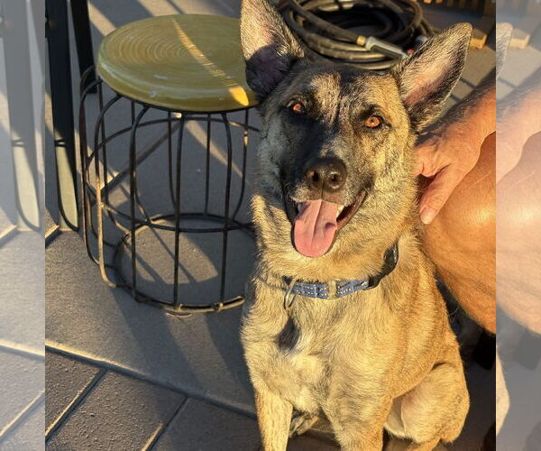 Medium Photo #1 Holland Shepherd-Unknown Mix Puppy For Sale in Chandler, AZ, USA