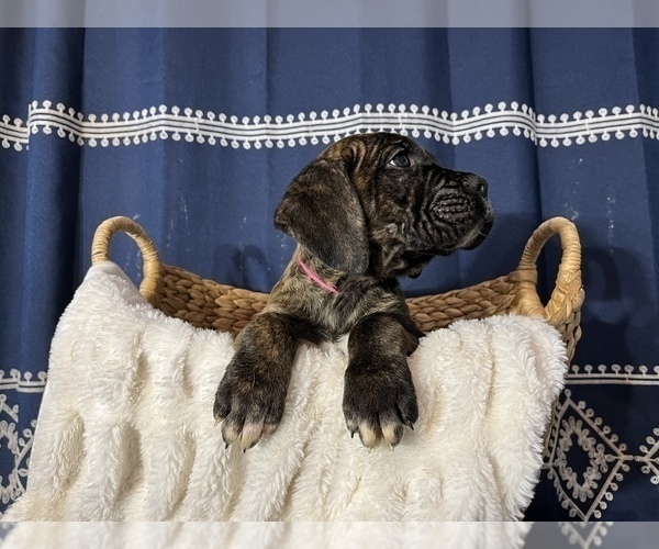 Medium Photo #6 Cane Corso Puppy For Sale in VOLUNTOWN, CT, USA