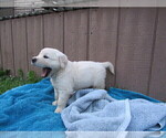 Small Photo #21 Golden Retriever Puppy For Sale in MILLVILLE, MA, USA