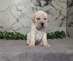Small #4 Cocker-Pei