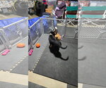 Small #9 German Shepherd Dog