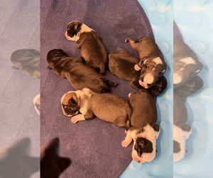 Pug Puppy for sale in SPRING CITY, PA, USA