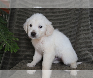 English Cream Golden Retriever Puppy for sale in SHILOH, OH, USA