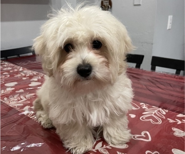 Medium Photo #5 Maltipoo (Miniature) Puppy For Sale in PALMDALE, CA, USA