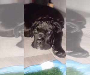 Cane Corso Puppy for sale in SAN DIEGO, CA, USA