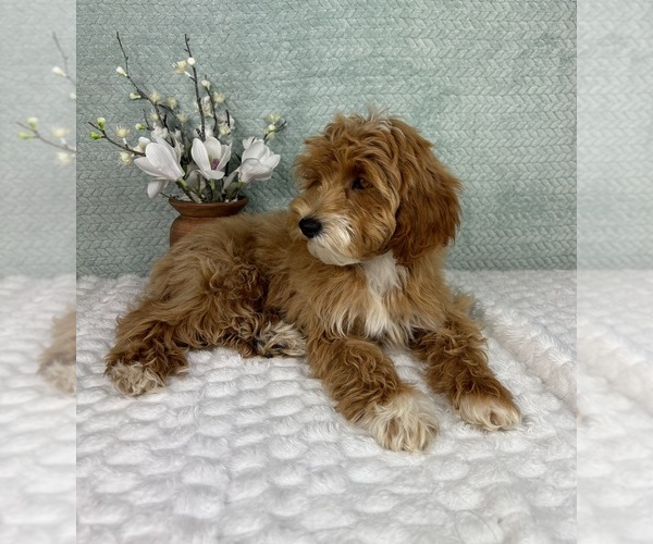 Medium Photo #7 Goldendoodle Puppy For Sale in FRANKLIN, IN, USA