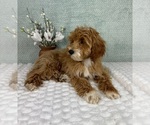 Small #6 Goldendoodle