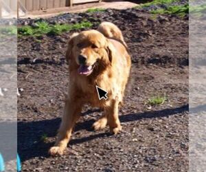 Father of the Golden Irish puppies born on 03/31/2026