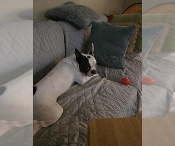 Medium Photo #1 Boston Terrier-Unknown Mix Puppy For Sale in San Antonio, TX, USA