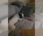Small Boston Terrier Mix