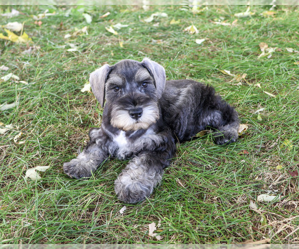 Medium Photo #1 Schnauzer (Miniature) Puppy For Sale in SYRACUSE, IN, USA