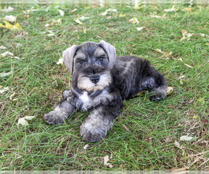 Schnauzer (Miniature) Puppy for sale in SYRACUSE, IN, USA