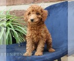 Small #1 Goldendoodle (Miniature)