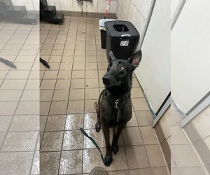 Echo - GA - Male Mutt Dog for Adoption - Photo #5