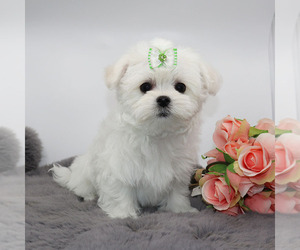 Maltese Puppy for sale in LOS ANGELES, CA, USA
