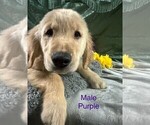 Small Photo #5 Golden Retriever Puppy For Sale in MERCED, CA, USA