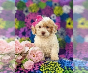 Poodle (Toy) Puppy for sale in KINZERS, PA, USA