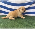 Small #6 Golden Retriever
