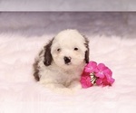 Small #2 Cavapoo
