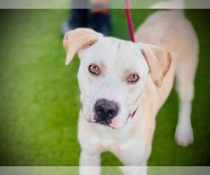 American Pit Bull Terrier-Labrador Retriever Mix Dogs for adoption in Orlando, FL, USA