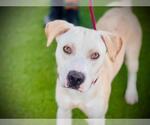 Small American Pit Bull Terrier-Labrador Retriever Mix