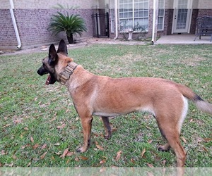 Mother of the Belgian Malinois puppies born on 01/23/2023