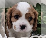 Small Photo #8 Cavalier King Charles Spaniel Puppy For Sale in NIXA, MO, USA