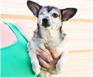 Olive - Female Chihuahua-Unknown Mix Dog for Adoption - Photo #4