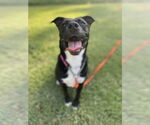 Small #27 American Staffordshire Terrier Mix