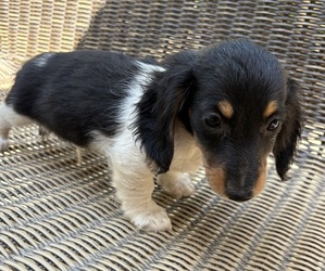 Dachshund Puppy for sale in MADERA, CA, USA