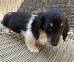 Small Dachshund