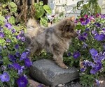 Happy - Male Pomeranian Puppy for Sale - Photo #3