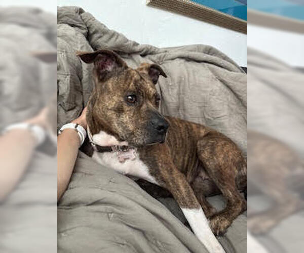 Medium Photo #3 Mutt Puppy For Sale in Miami, FL, USA