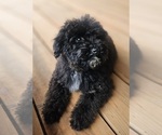 Small #1 Goldendoodle (Miniature)