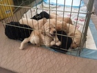 Small Photo #1 Goldendoodle Puppy For Sale in MERINO, CO, USA