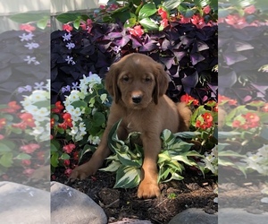 Golden Retriever Dog for Adoption in CLARK, Wisconsin USA
