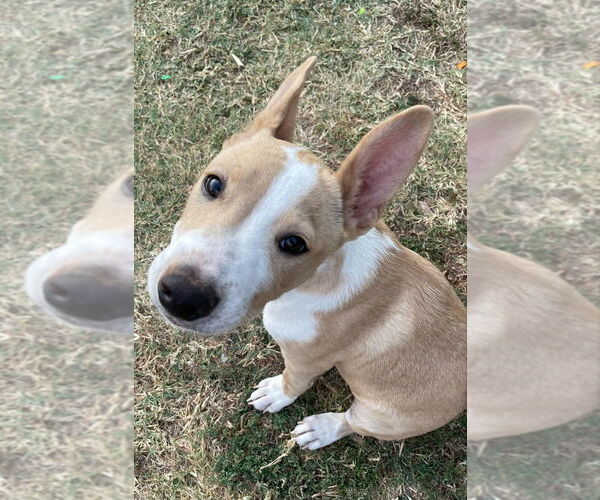 Medium Photo #7 American Pit Bull Terrier-Chihuahua Mix Puppy For Sale in OKLAHOMA CITY, OK, USA