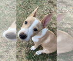 Small #6 American Pit Bull Terrier-Chihuahua Mix