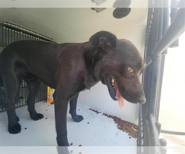 Medium Photo #1 Huskies -Labrador Retriever Mix Puppy For Sale in Houston, TX, USA