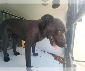 Huskies -Labrador Retriever Mix Dogs for adoption in Houston, TX, USA
