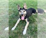 Small #1 German Shepherd Dog Mix