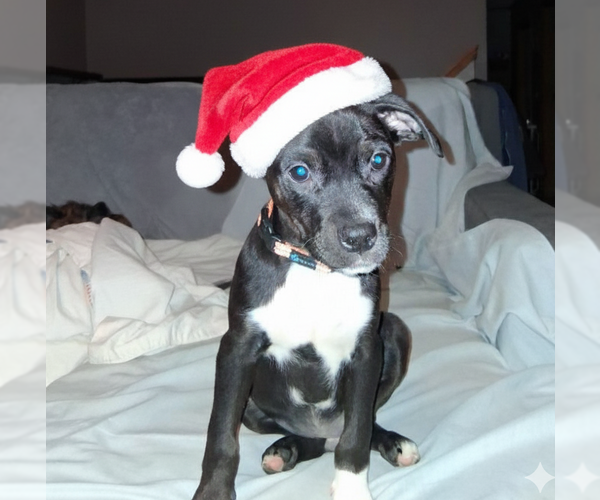 Medium Photo #10 Mutt Puppy For Sale in Brooklyn Center, MN, USA