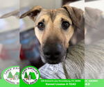 Small #5 Black Mouth Cur Mix