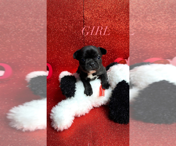 Medium Photo #6 French Bulldog Puppy For Sale in MILWAUKEE, WI, USA