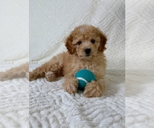 Cock-A-Poo Puppy for sale in GREENFIELD, IN, USA